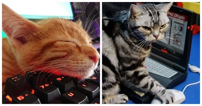 Усатые гении цифровой эпохи