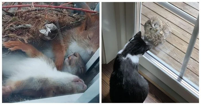 Окно в природу: 25 волшебных моментов, когда мир за окном преображается