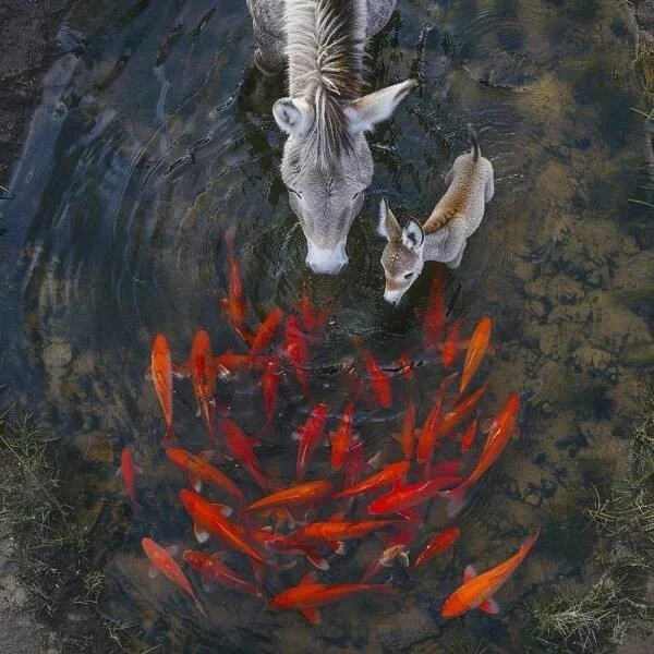 Намешалось