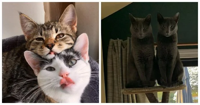 Союз пушистых сердец