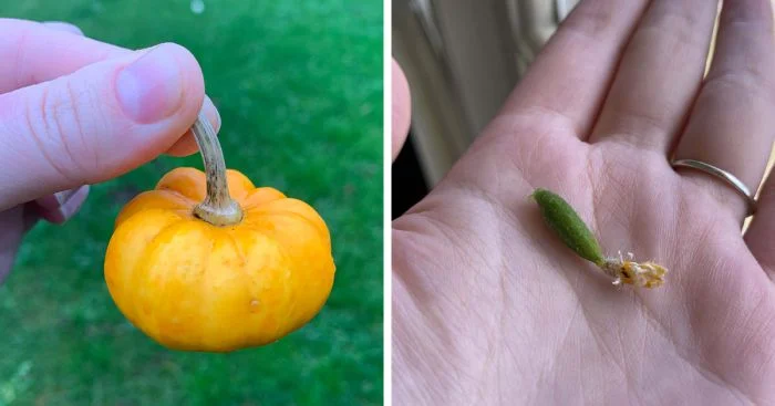 Непредсказуемая природа: когда боги плодородия подготовили неожиданный урожай