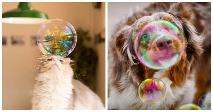 Удивление братьев наших меньших