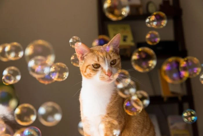 Удивление братьев наших меньших