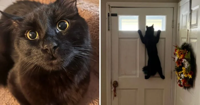 До и после активации режима 'любопытной Варвары'