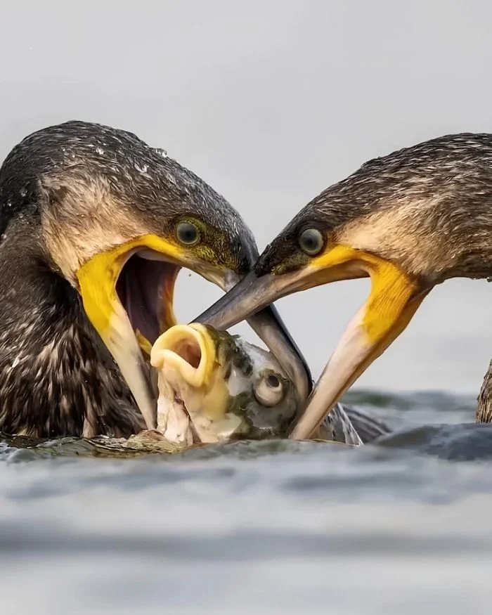 Намешалось