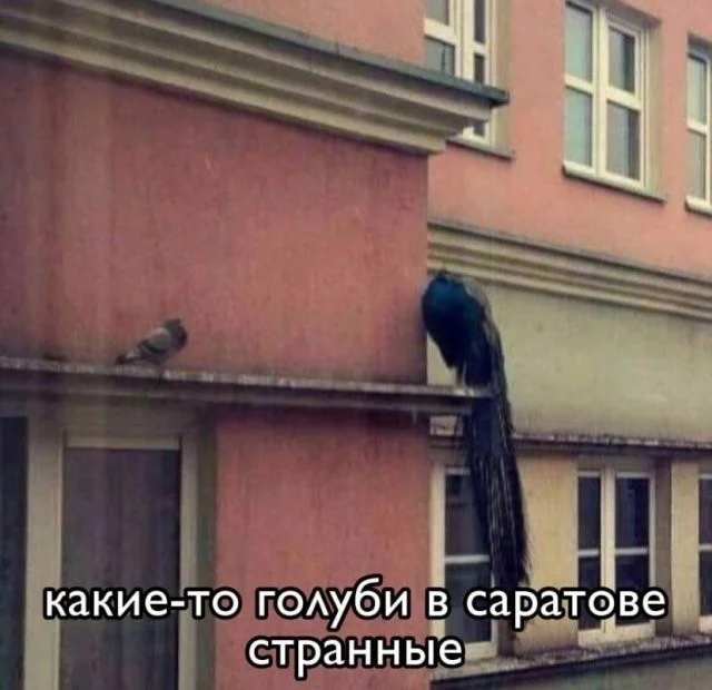 Веселые скрины из соц сетей