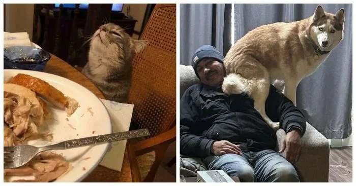 Уникальная доза смеха: 15 забавных животных, лучше антидепрессантов