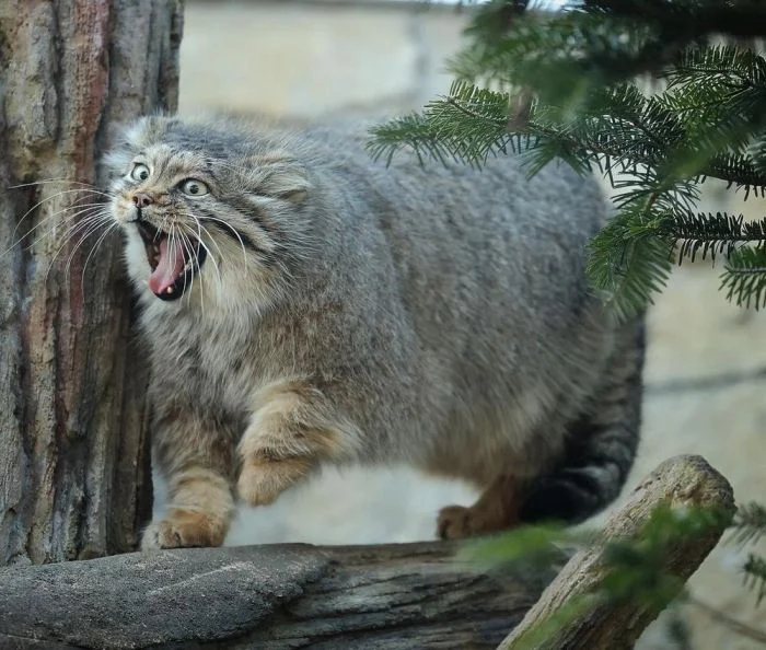 На общую тему