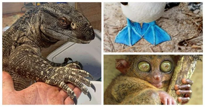 35 удивительных и необычных лапок у животных