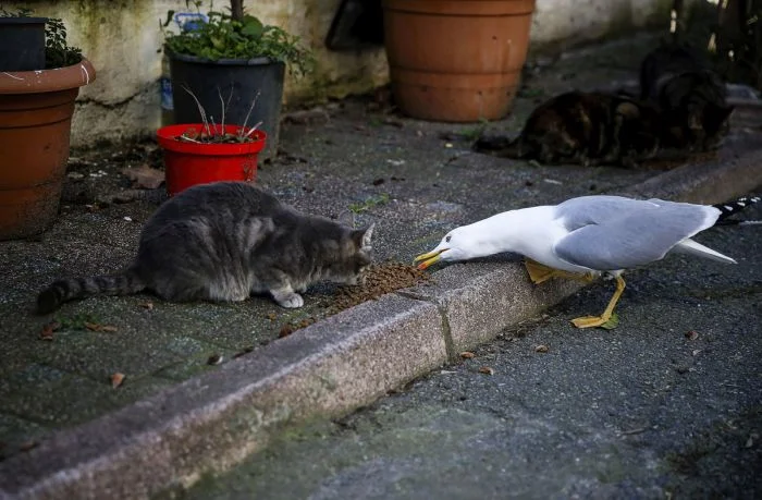 На общую тему