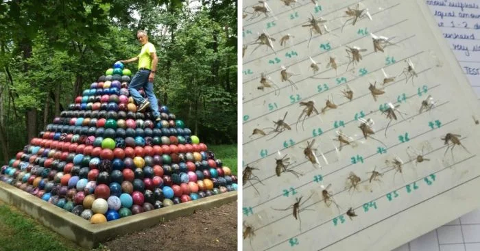 Необычные коллекции