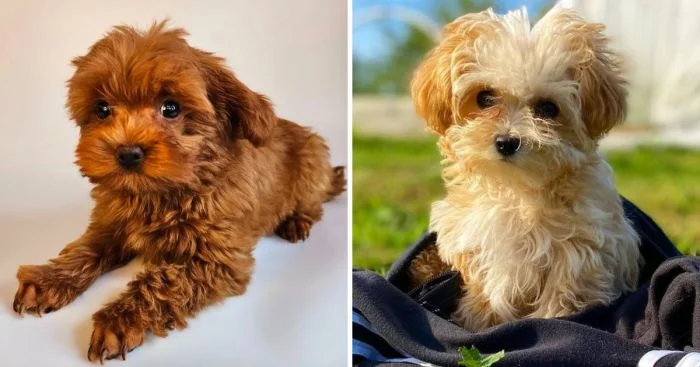 11 недавно созданных пород собак, которые могут удивить вас своим уникальным видом