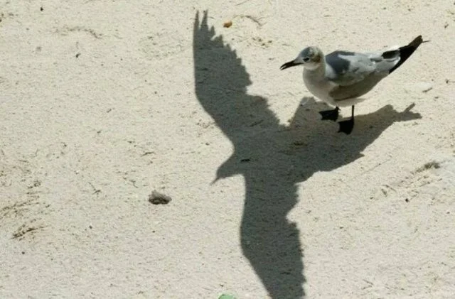 Всё вразнобой