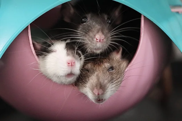 Интеллектуальные звезды животного мира