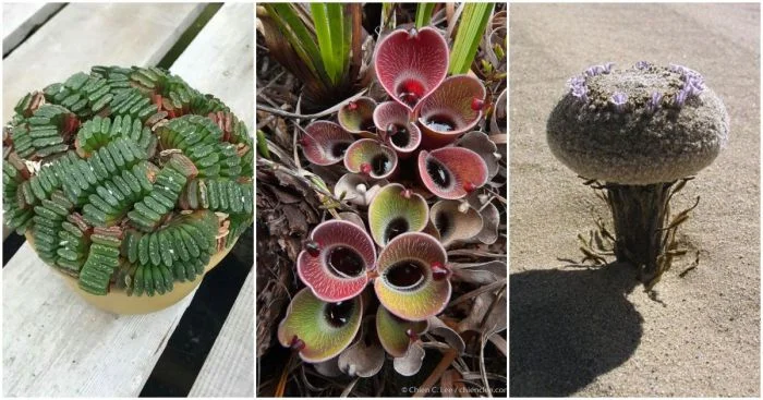 Экзотическая флора: растения, перенесшие нас на другую планету