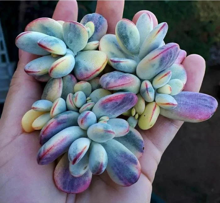 Экзотическая флора: растения, перенесшие нас на другую планету