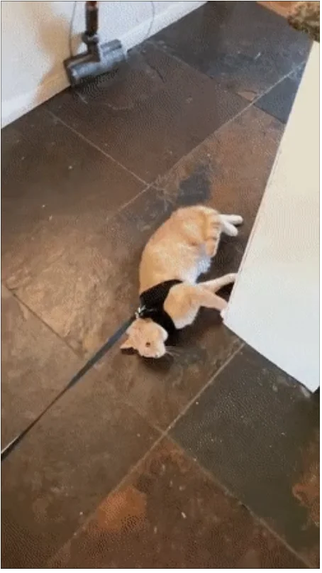 Просто гифки