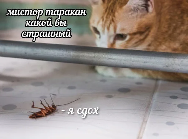 Взросло, свежо!