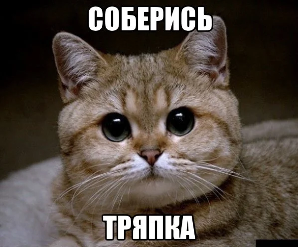 Баяны для всех