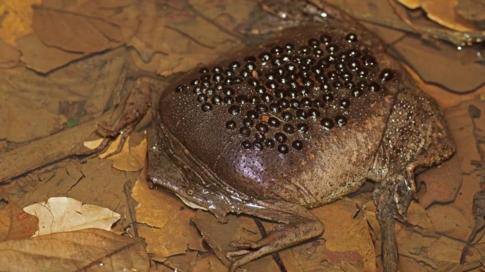 Отвратительная внешность, но заботливая мать