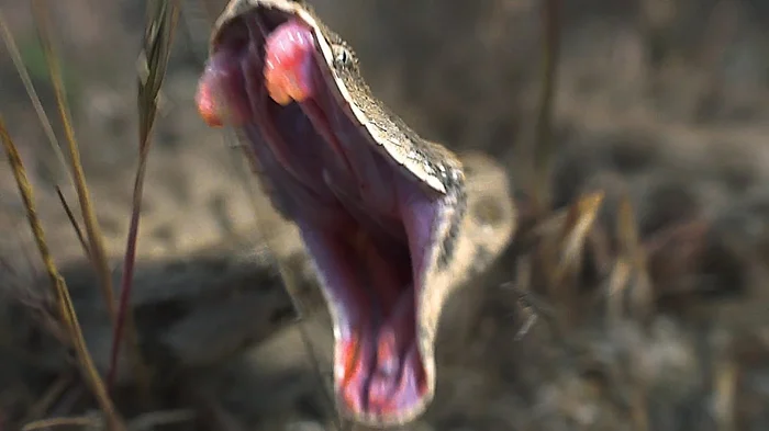 Гюрза: коварный хищник с ядовитым укусом. Опасная змея России с характером