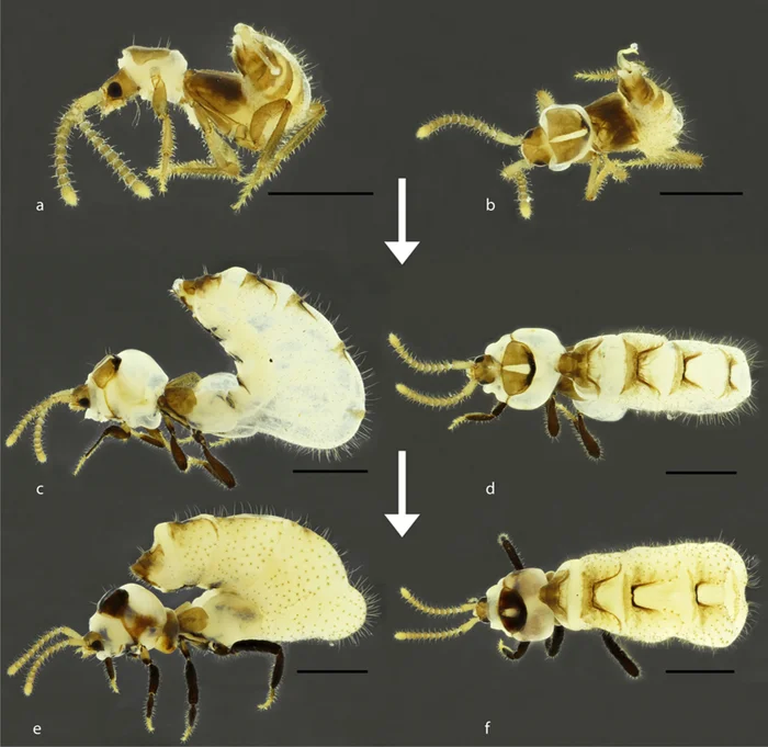 Жук австроспирахта, который отрастил чучело термита на спине