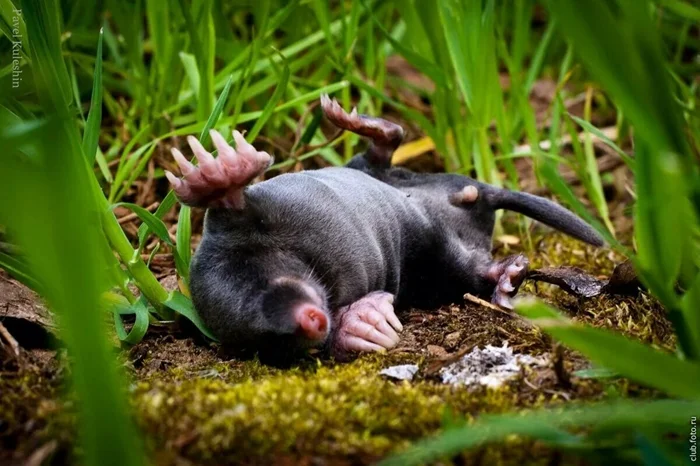 Жизнь на грани: обыкновенный крот и его стремление выжить