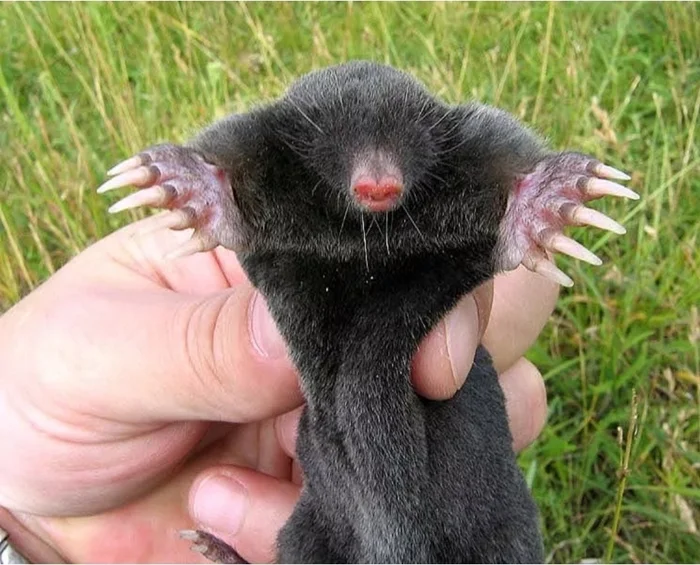 Жизнь на грани: обыкновенный крот и его стремление выжить