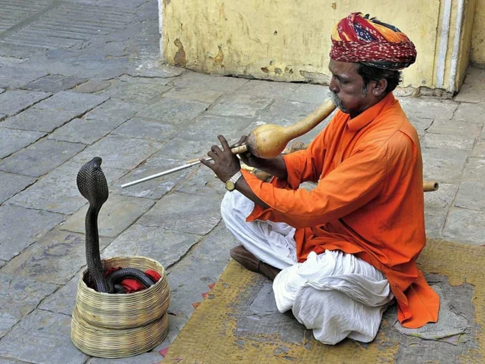 Тайна факиров: как они заставляют змей плясать и что стоит за этим явлением?