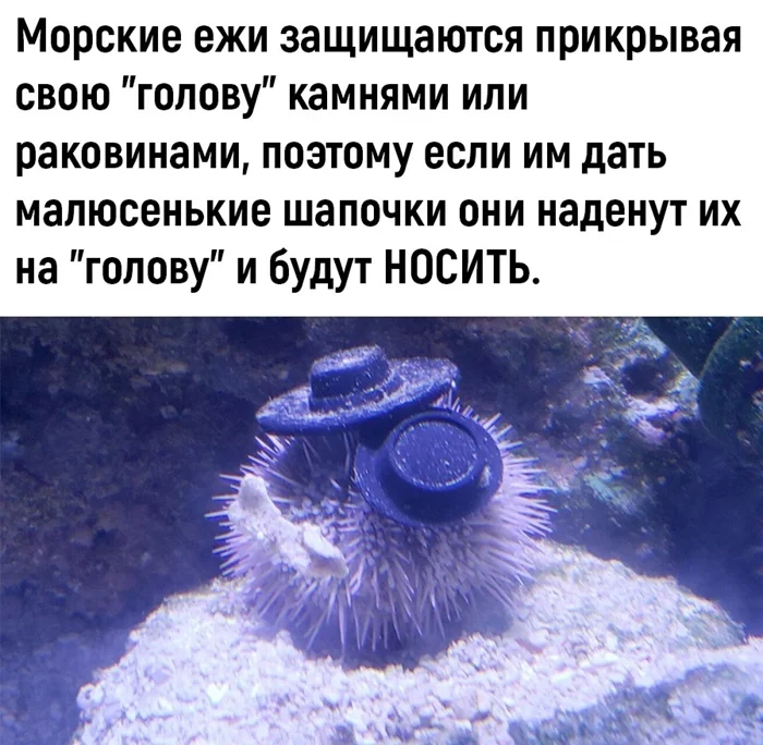 Морские ежи⁠⁠