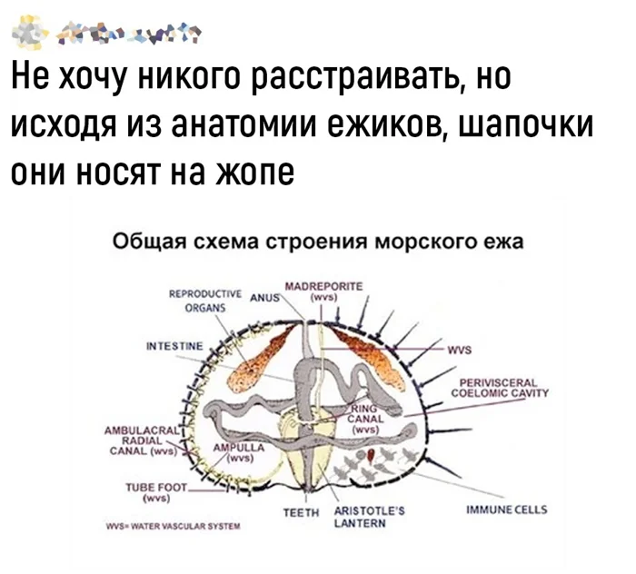 Морские ежи⁠⁠