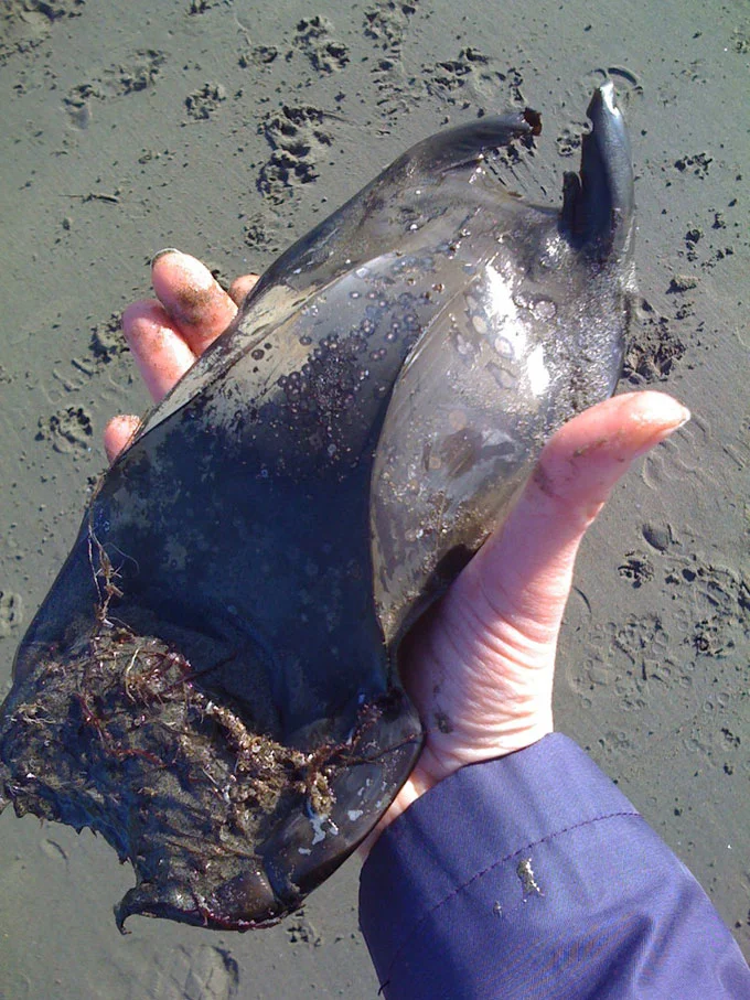 Четыре года внутри темной капсулы: Кто находится в этой загадочной оболочке?