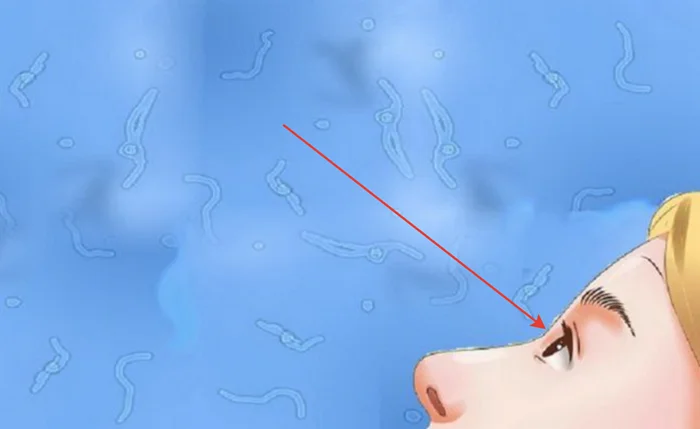 Парадокс глаз и иммунной системы