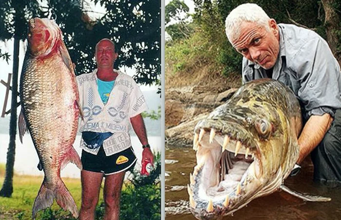 Хищная рыба, пожирающая крокодилов