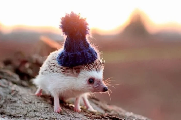 Мифы о ежах: три распространенных ложных «факта»