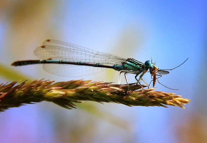 Эволюция стрекозы: от кровожадной личинки до элитного боевого истребителя