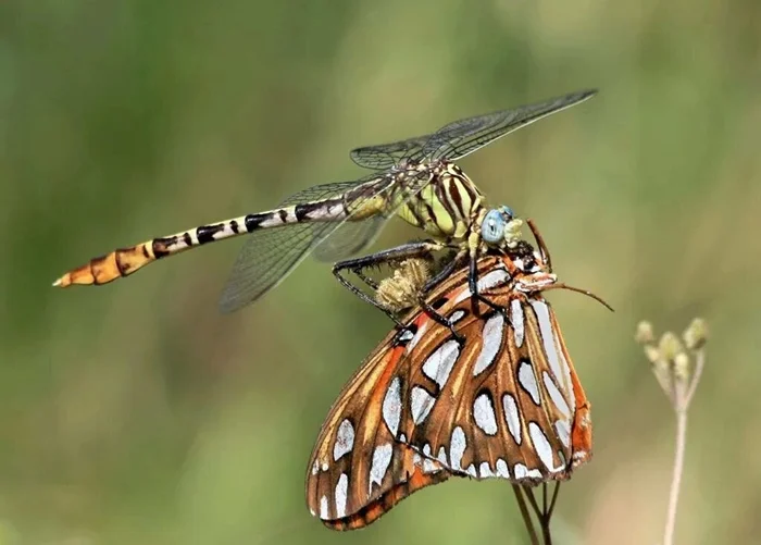 Эволюция стрекозы: от кровожадной личинки до элитного боевого истребителя