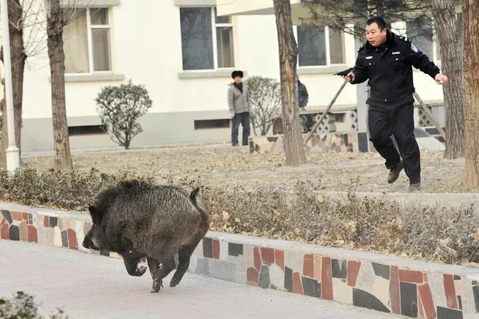 Борьба за территорию: как избавиться от навязчивых кабанов