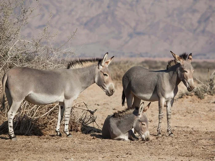 Дикий осёл: забытый предок всех ослов, выживший в пустынях