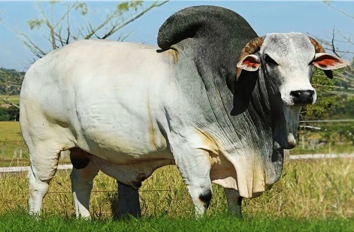 Брахманы: история создания американцами мясного чудовища из различных пород коров