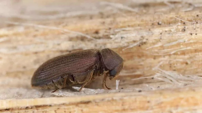 Точильщики: кто живёт внутри нашей мебели и стен, вызывая ночное тиканье?