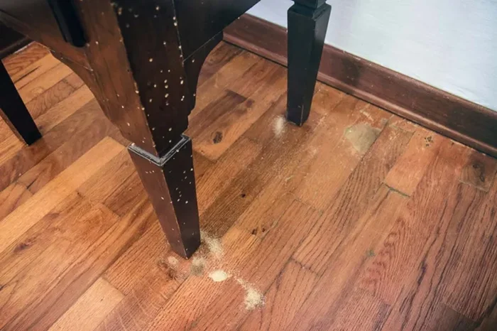 Точильщики: кто живёт внутри нашей мебели и стен, вызывая ночное тиканье?