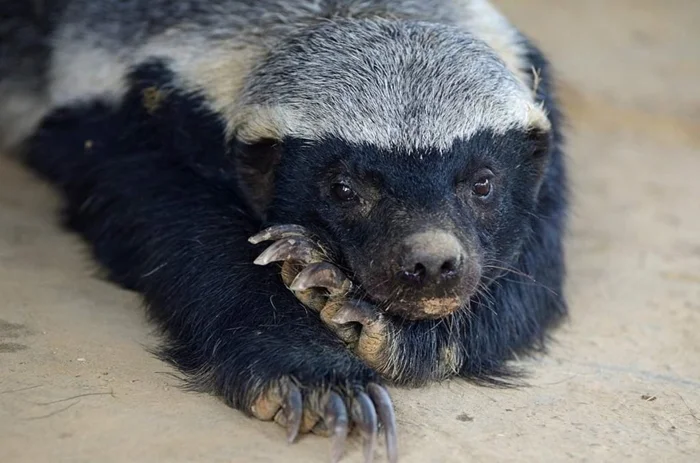 Бесстрашные существа: в поисках самого отважного зверя