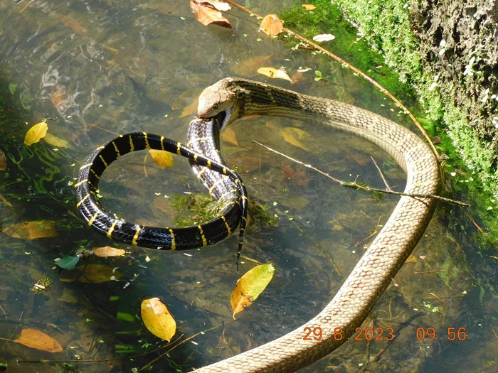 Предательство в змеином мире: почему королевские кобры охотятся на своих собратьев?