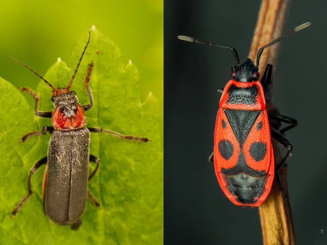 Как пожарник и солдатик привели к путанице и бесконечным спорам в комментариях