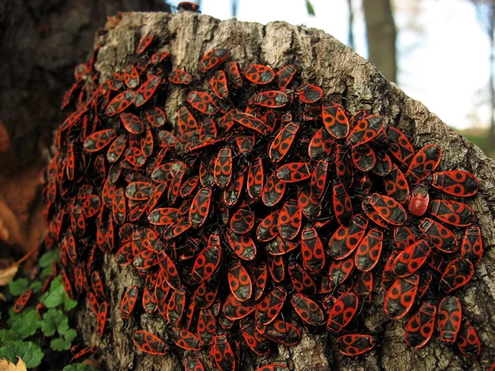 Как пожарник и солдатик привели к путанице и бесконечным спорам в комментариях