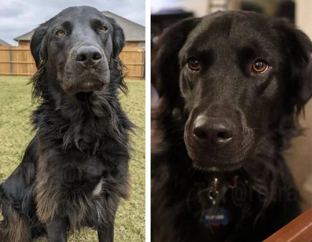 Парень выложил фотки своей собаки, которая за два года стала белой