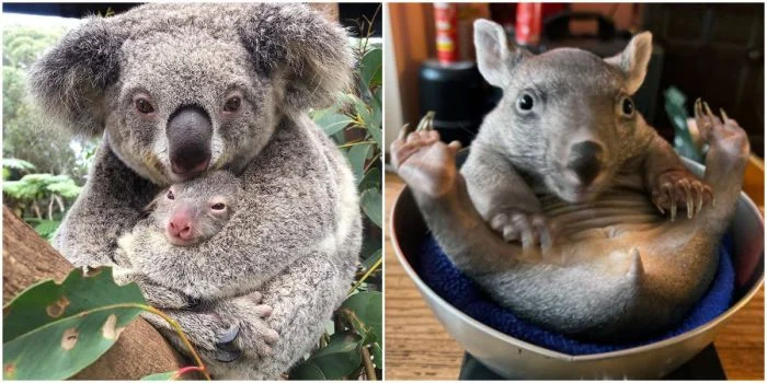 Малыши животных: 30 милых фотографий, которые обязательно вызовут улыбку