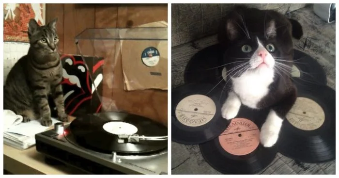 Милые ценители музыки