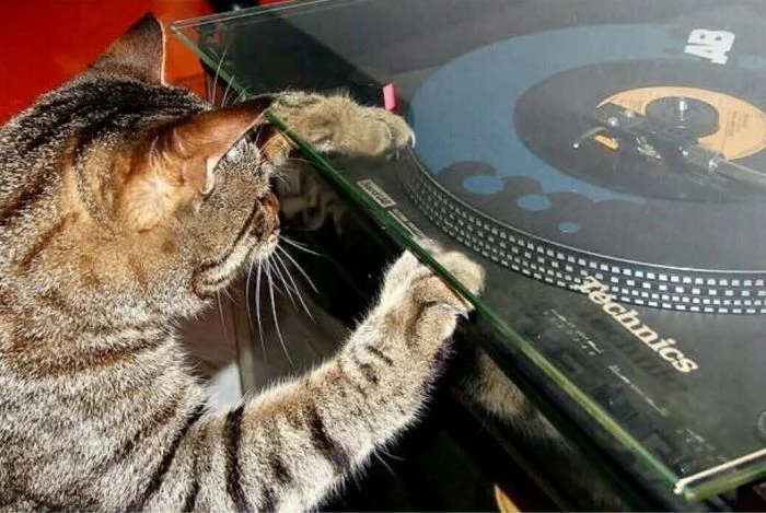 Милые ценители музыки